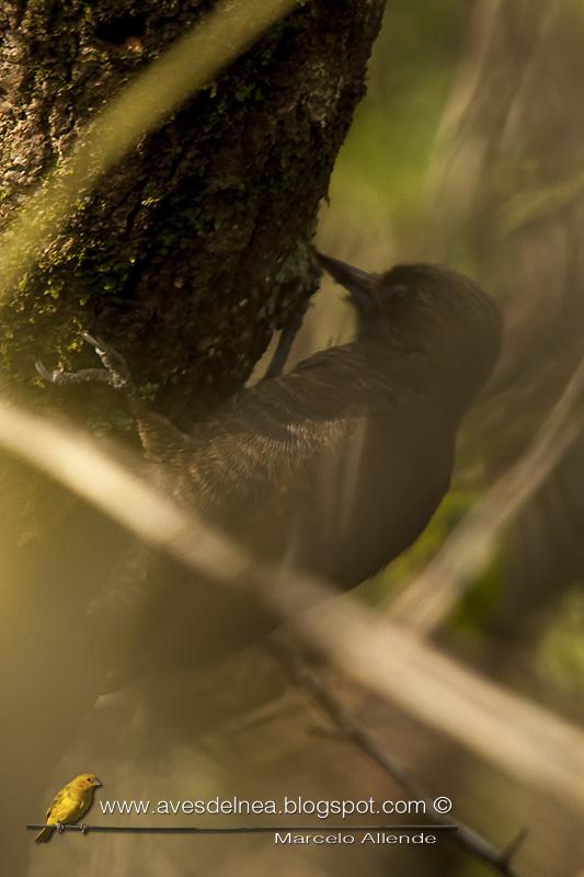 Carpintero oliva chico (Little woodpecker) Carpintero oliva chico (Little woodpecker)