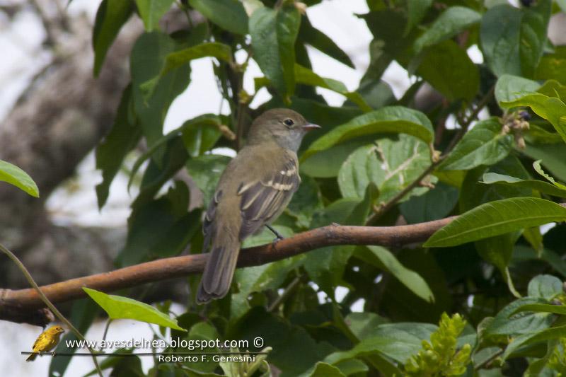 Fiofío oliváceo (Olivaceous Elaenia) Fiofío oliváceo (Olivaceous Elaenia)
