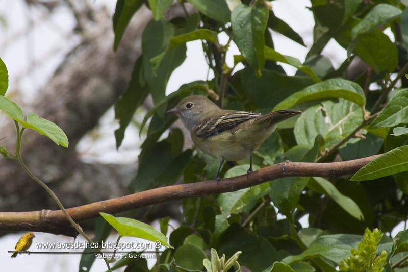 Fiofío oliváceo (Olivaceous Elaenia) Fiofío oliváceo (Olivaceous Elaenia)