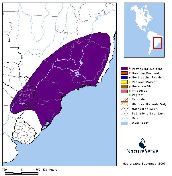 Fiofío oliváceo (Olivaceous Elaenia) Fiofío oliváceo (Olivaceous Elaenia)