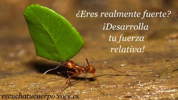 fuerza ¿Eres natural y utilitariamente fuerte? Fuerza relativa vs. fuerza absoluta