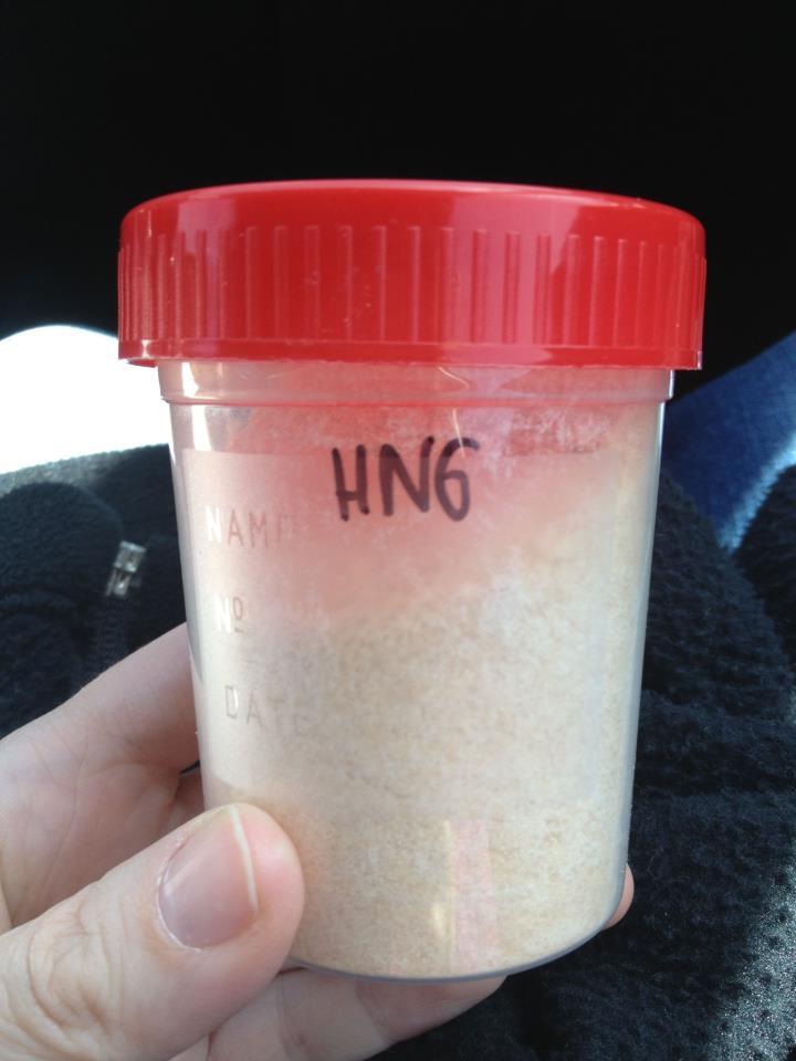 Volvió la perla de leche, volvieron los probióticos Probióticos HN6