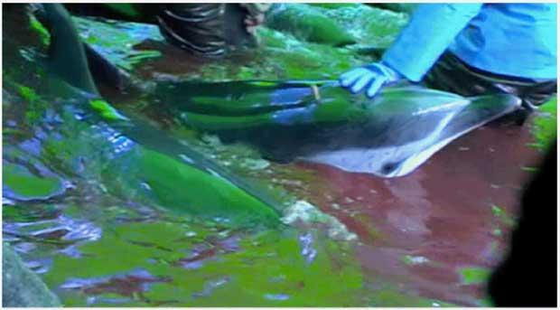 matanza de delfines en Taiji matanza de delfines en Taiji