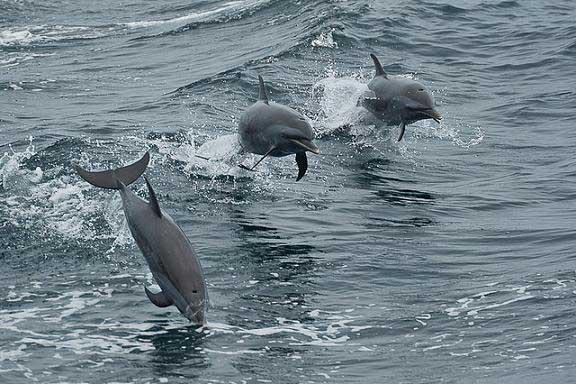 delfines saltando fuera del agua delfines saltando fuera del agua