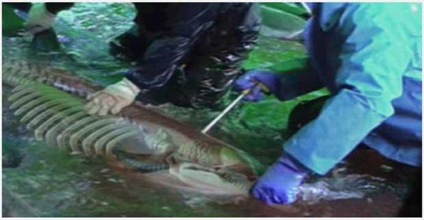 matanza de delfines en Taiji matanza de delfines en Taiji