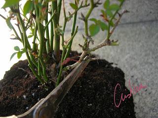 Cómo trasplantar un rosal en maceta. Procedimiento útil para plantones y minis.