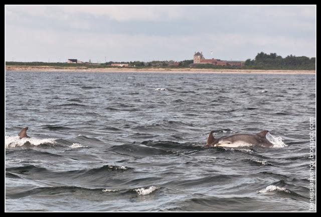 Delfines en Chanorny Point (Escocia)