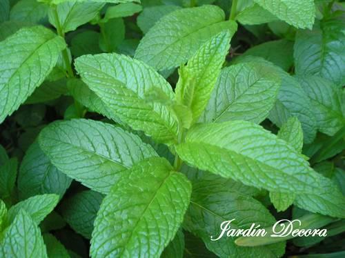 hierbabuena hojas-de-hierbabuena