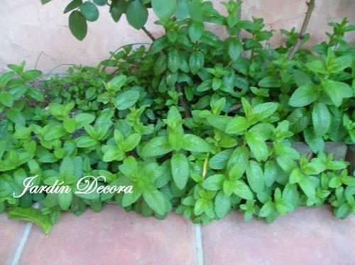 hierbabuena-en-el-jardín hierbabuena-invadiendo-parte-del-jardín