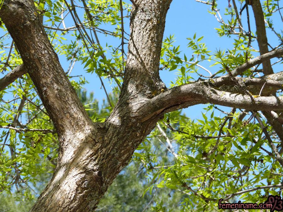 ES MI EVOLUCION evolcuion_primavera