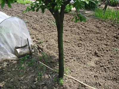 ENCALADO DE LOS TRONCOS DE LOS ARBOLES FRUTALES ENCALADO DE LOS TRONCOS DE LOS ARBOLES FRUTALES