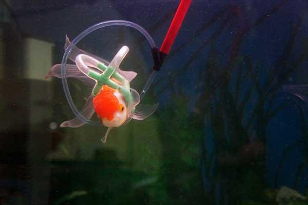 el pez Einstein con su chaleco salvavidas