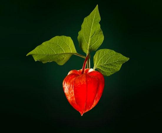 Lissea de Rene Furterer Lissea de Rene Furterer