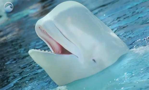 ballena beluga, imagen NOAA