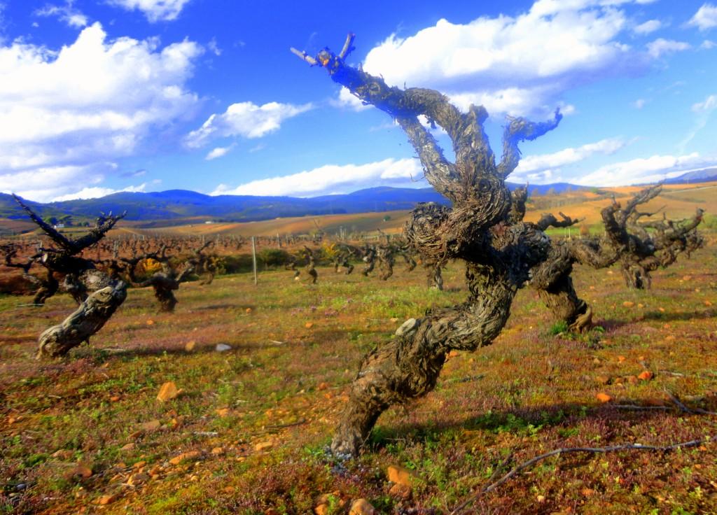 Un Viñedo para no Olvidar DSC01001