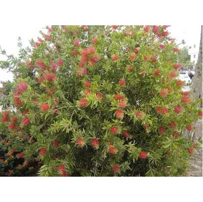 Si fuera una mesa, sería... Si fuera una mesa, sería...