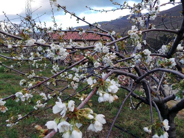 Primavera en el Valle del Jerte