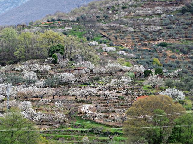 Primavera en el Valle del Jerte