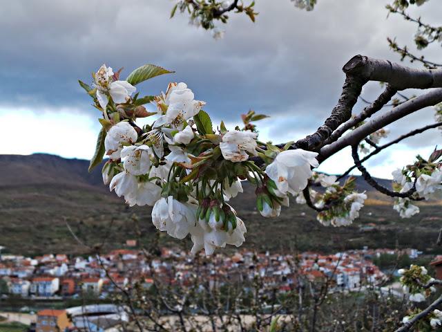 Primavera en el Valle del Jerte