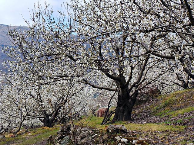 Primavera en el Valle del Jerte