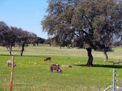 Primavera en el Valle del Jerte