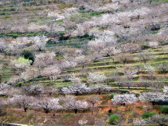 Primavera en el Valle del Jerte