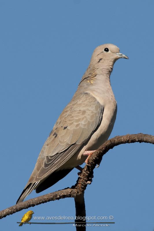 El detalle del cuello de la Torcaza (Eared Dove) El detalle del cuello de la Torcaza (Eared Dove)