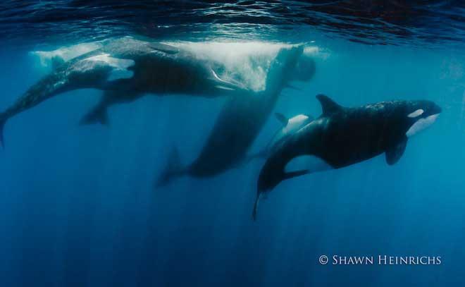orcas atacan manada de cachalotes en Sri Lanka