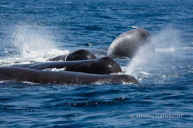 orcas atacan una manada de cachalotes