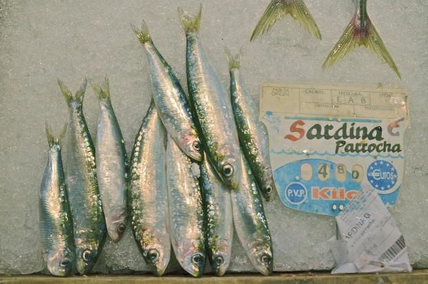 Sardinas - Foto por Andrés Walliser Sardinas - Foto por Andrés Walliser