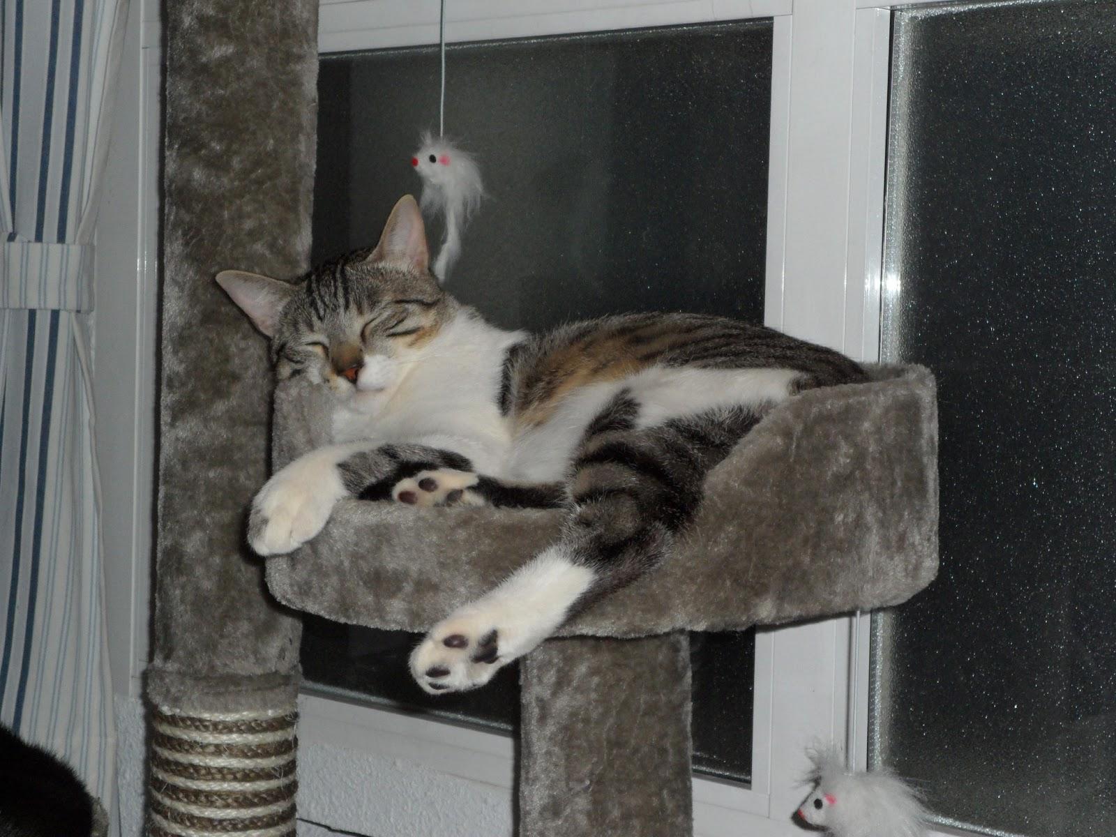 Arroz al Horno con Costra y Doble Premio The versatile Blogger! Arroz al Horno con Costra y Doble Premio The versatile Blogger!