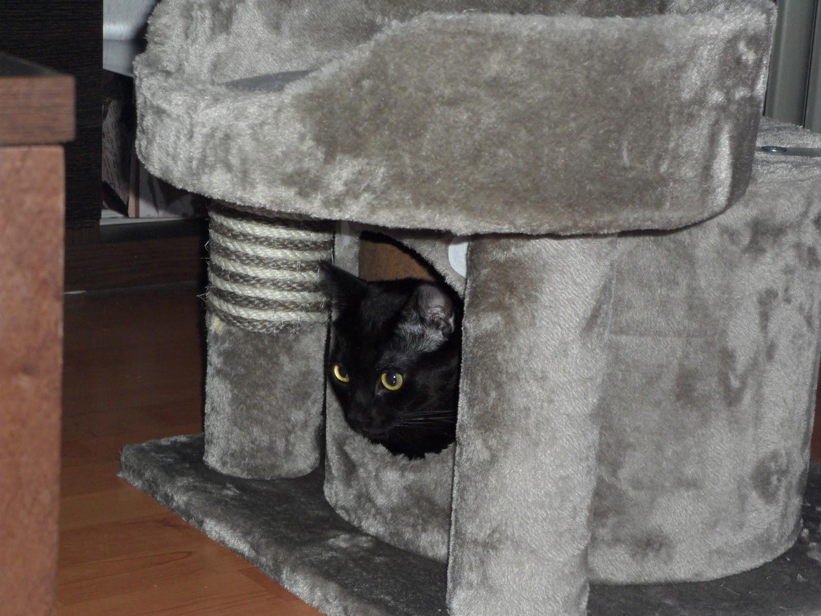 Arroz al Horno con Costra y Doble Premio The versatile Blogger! Arroz al Horno con Costra y Doble Premio The versatile Blogger!