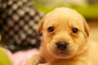 Adaptación cachorro a su nuevo hogar. Adaptación cachorro a su nuevo hogar.