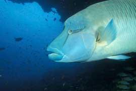 pez napoleón (Chelinus undulatus)