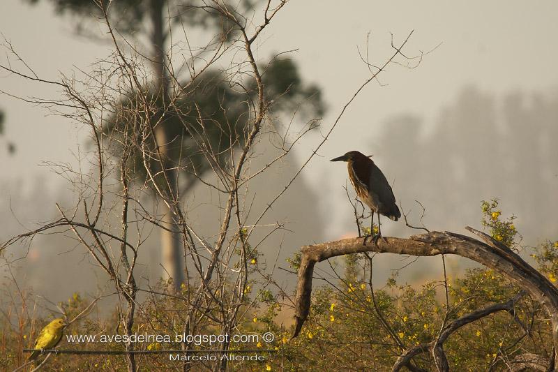 Postales de la desembocadura del Arroyo Apepú Postales de la desembocadura del Arroyo Apepú