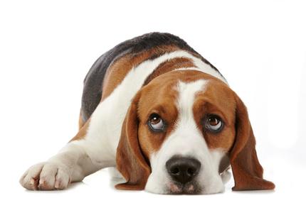 Beagle Los derechos de los animales
