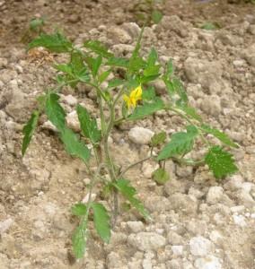 Catorce días han sido suficientes para que aparezcan las primeras flores.