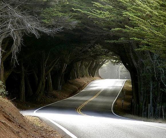 túnel de árboles densidad