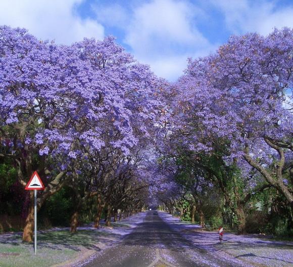 árboles morados en flor del túnel de árboles