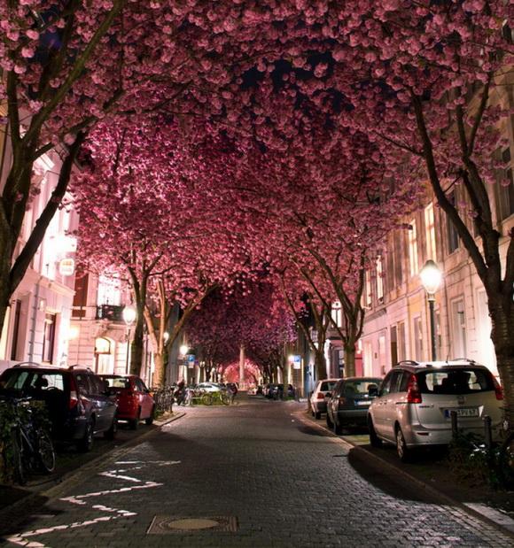 calle alemana de cerezos en flor foto spots