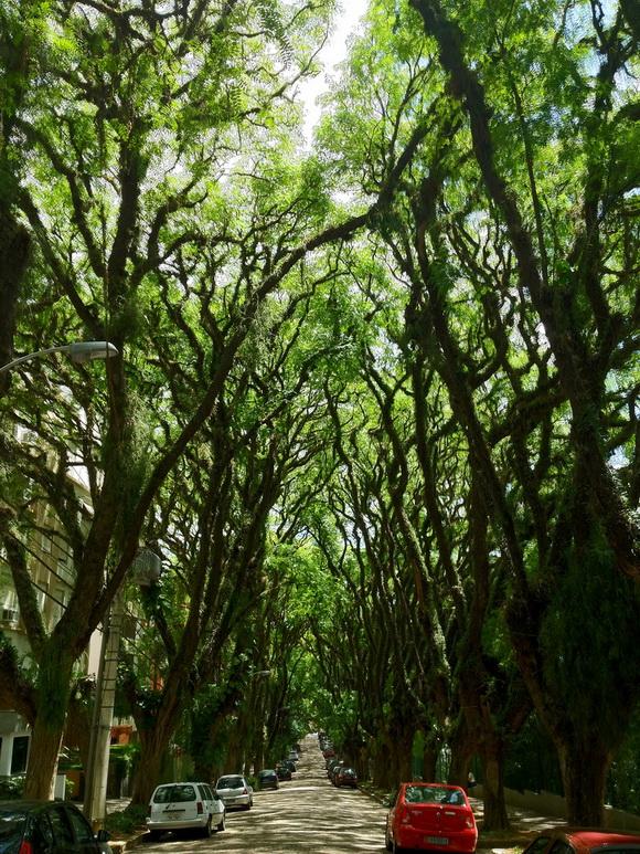 calle con árboles foto spots