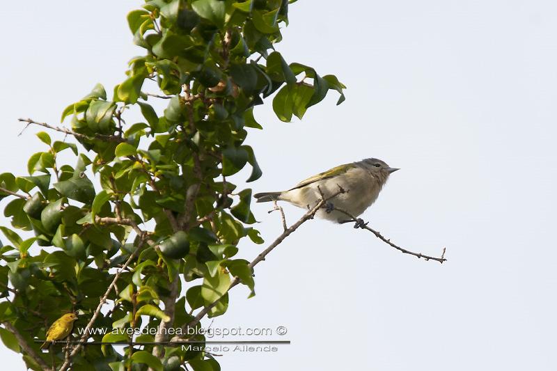 Saí común (Chestnut-vented Conebill) Saí común (Chestnut-vented Conebill)