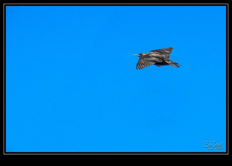 STURNUS UNICOLOR _D7K6256