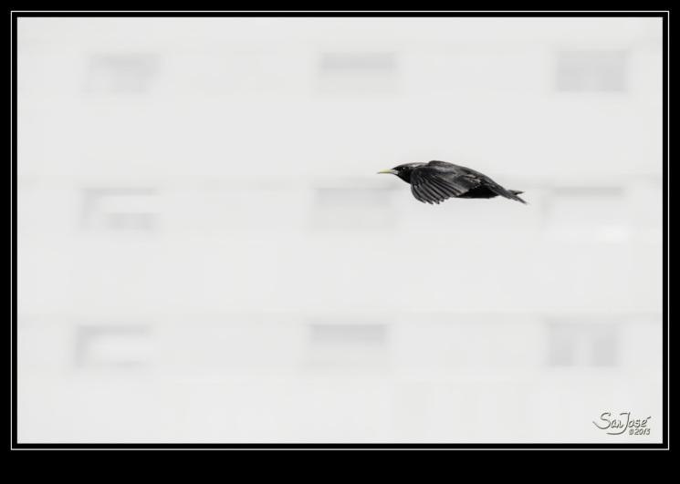 STURNUS UNICOLOR _D7K6253