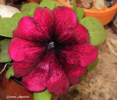 Flores de verano Flores de verano