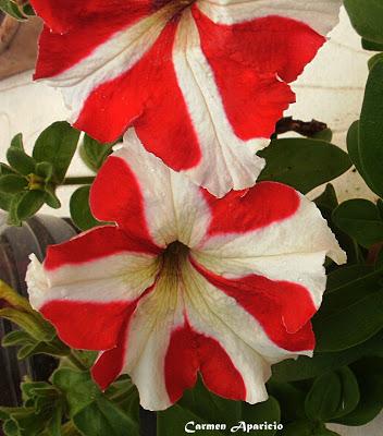 Flores de verano Flores de verano