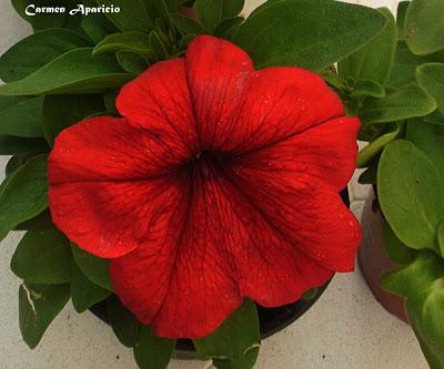 Flores de verano Flores de verano