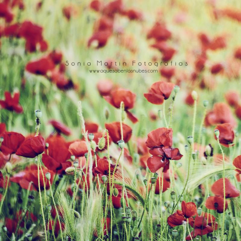Amapolas y “Proyecto Photoshop” Amapolas copia
