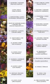 FLORES DE BACH FLORES DE BACH