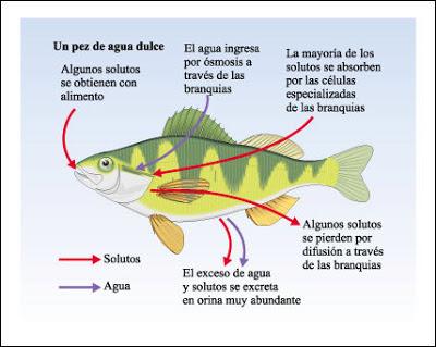 Los Peces, ¿Beben agua, tienen sed, Orinan? Pez agua dulce